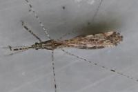 Empicoris rubromaculatus