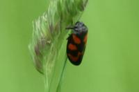 Cercopis vulnerata