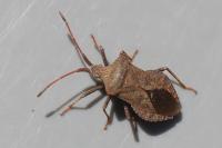 Coreus marginatus