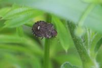 Dyroderes umbraculatus