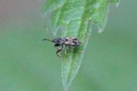 Scolopostethus