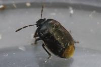 Legnotus limbosus
