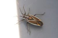 Horistus orientalis