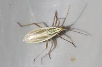 Acetropis gimmerthalii