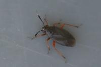 Capsus ater