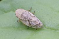 Philaenus spumarius