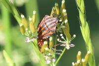 Graphosoma italicum