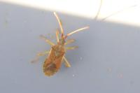 Gonocerus acuteangulatus