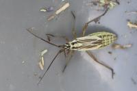 Leptopterna dolabrata