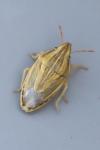 Aelia acuminata