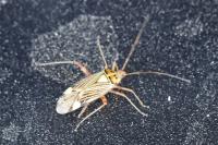 Rhabdomiris striatellus