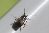 Capsus ater