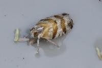 Tachycixius venustulus