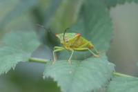Acanthosoma haemorrhoidale