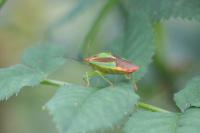 Acanthosoma haemorrhoidale