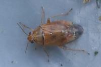 Agnocoris