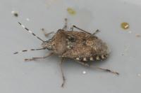Rhaphigaster nebulosa