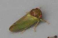 Iassus lanio