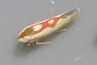 Zygina flammigera