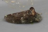Ledra aurita