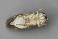Ledra aurita