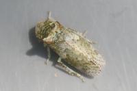 Ledra aurita