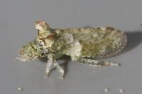 Ledra aurita