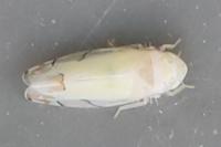 Eurhadina