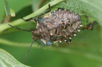 Pentatoma rufipes