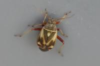 Polymerus unifasciatus
