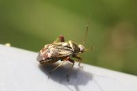 Polymerus unifasciatus