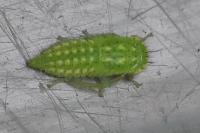 Iassus scutellaris