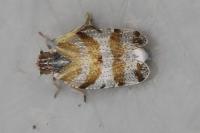 Tachycixius venustulus