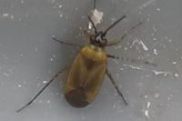 Plagiognathus arbustorum