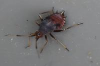 Deraeocoris ruber