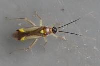 Campyloneura virgula