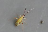 Campyloneura virgula