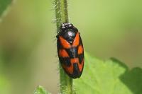 Cercopis vulnerata