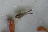Heterotoma planicornis