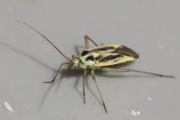 Stenotus binotatus