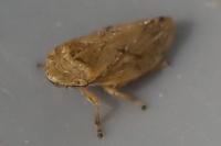 Philaenus spumarius