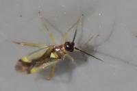 Campyloneura virgula