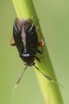 Capsus ater