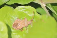Coreus marginatus