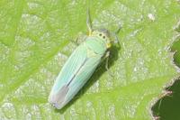 Cicadella viridis