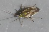 Amblytylus nasutus