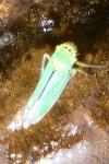 Cicadella viridis