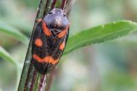 Cercopis intermedia