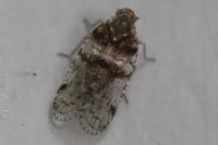 Cixius