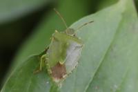 Palomena prasina